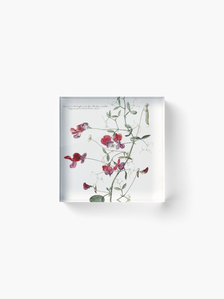 Alternate view of Sweet Pea Botanical Acrylic Block