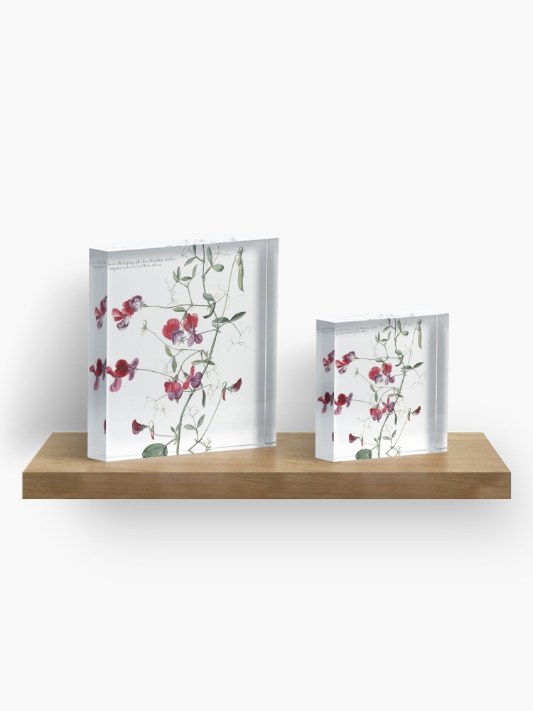 Alternate view of Sweet Pea Botanical Acrylic Block