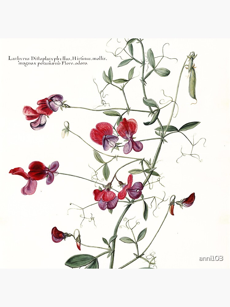 Sweet Pea Botanical by anni103