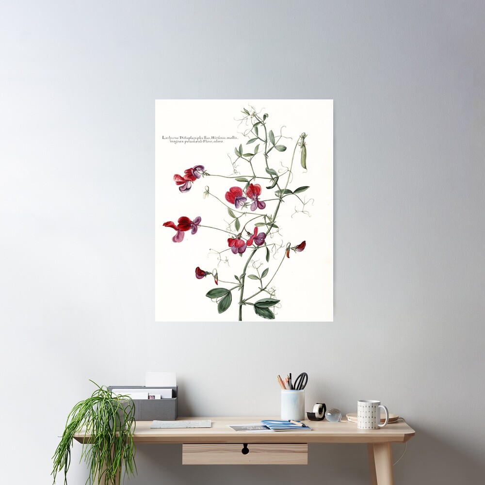 Sweet Pea Botanical Poster