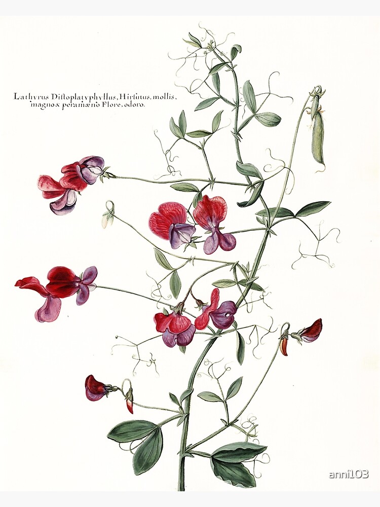 Sweet Pea Botanical by anni103