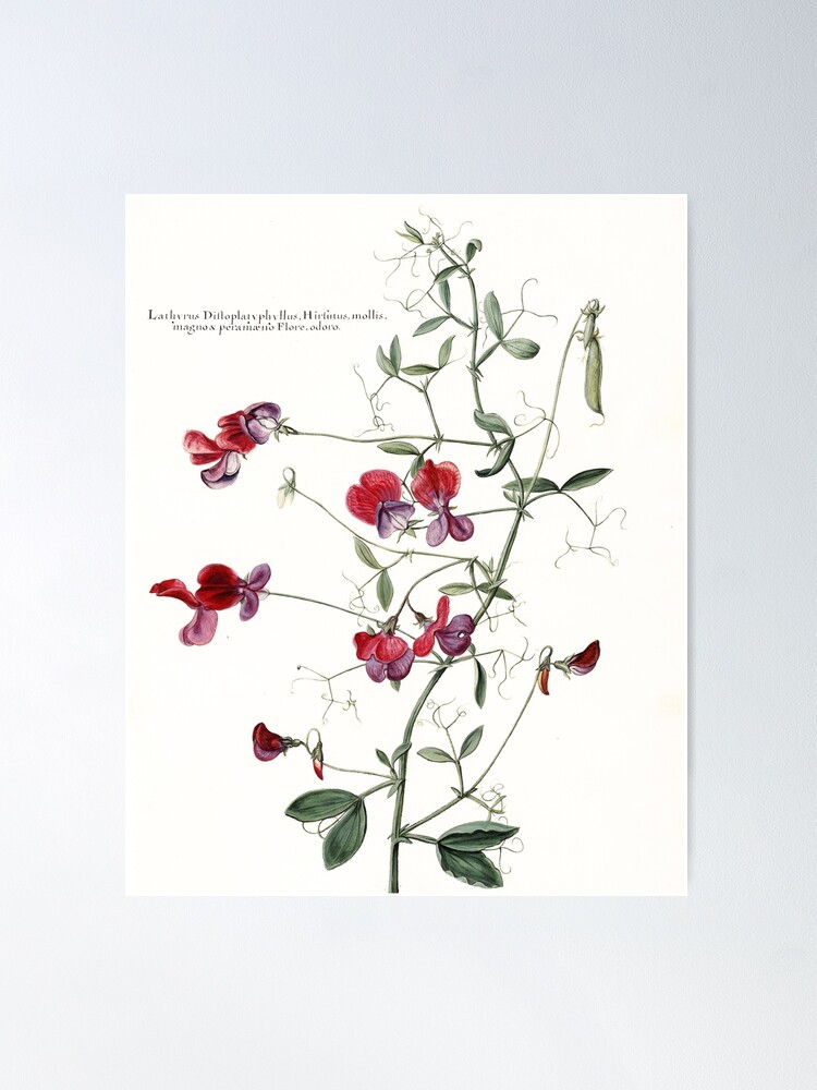 Alternate view of Sweet Pea Botanical Poster
