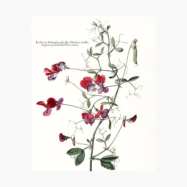 Sweet Pea Botanical Photographic Print