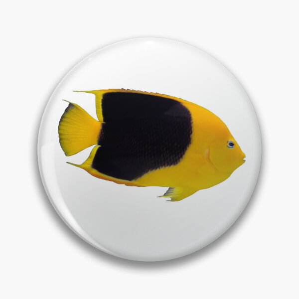 Item preview, Rock Beauty Angelfish designed and sold by curiocabinets.
