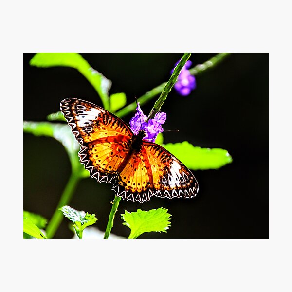 Item preview, Glowing Butterfly designed and sold by davidgellman.