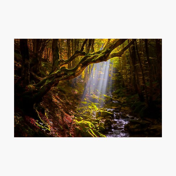 Item preview, Light in a mossy forest designed and sold by Wojtek Rygielski.