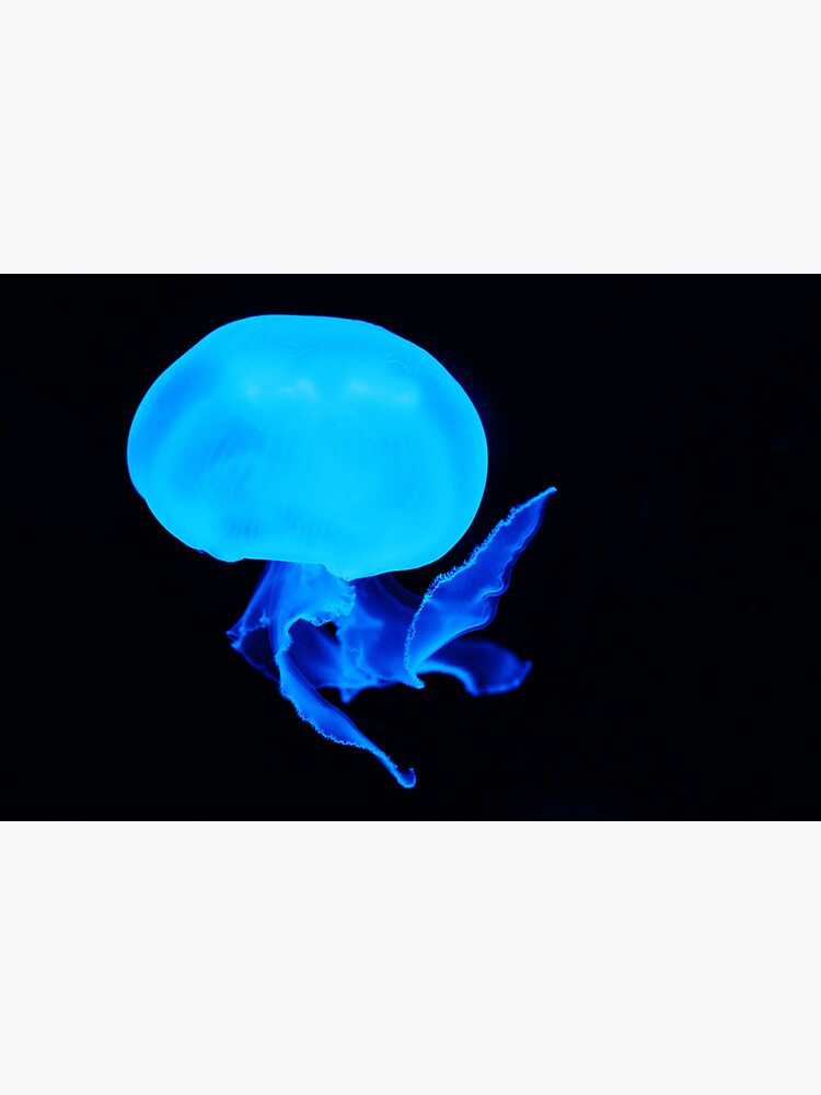 "glowing jellyfish" Sticker for Sale by AsteroIdea Redbubble