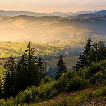 Artwork thumbnail, spruce forest on hills at foggy sunrise by mike-pellinni