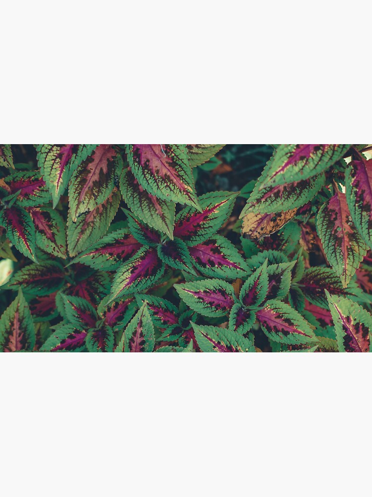Purple and Green Plants by Claudiocmb