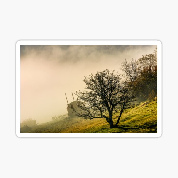 naked tree on hillside in fog at sunrise Sticker