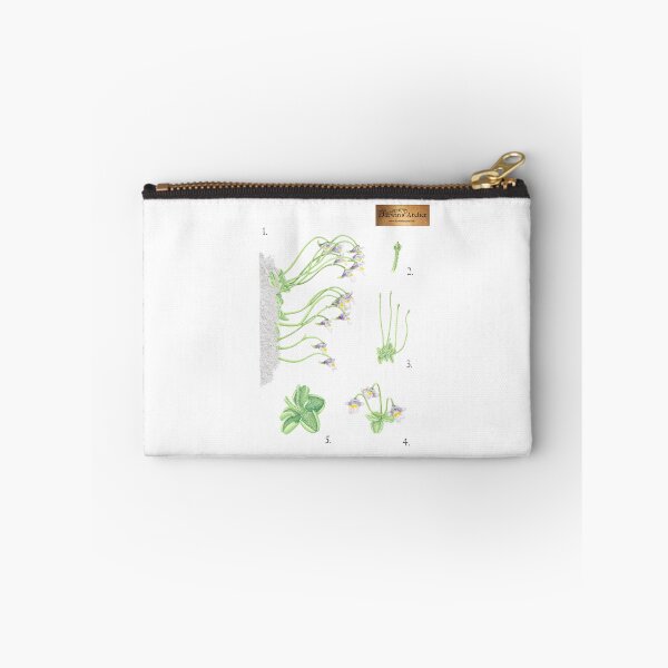 Item preview, Pinguicula ramosa (Koshinso Butterwort) designed and sold by DarwinsAtelier.