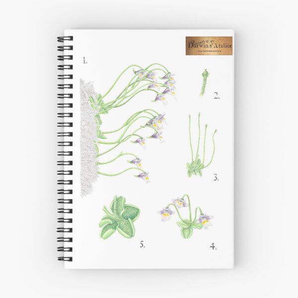Item preview, Pinguicula ramosa (Koshinso Butterwort) designed and sold by DarwinsAtelier.