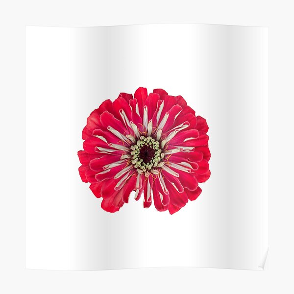 Red Zinnia Flower Poster