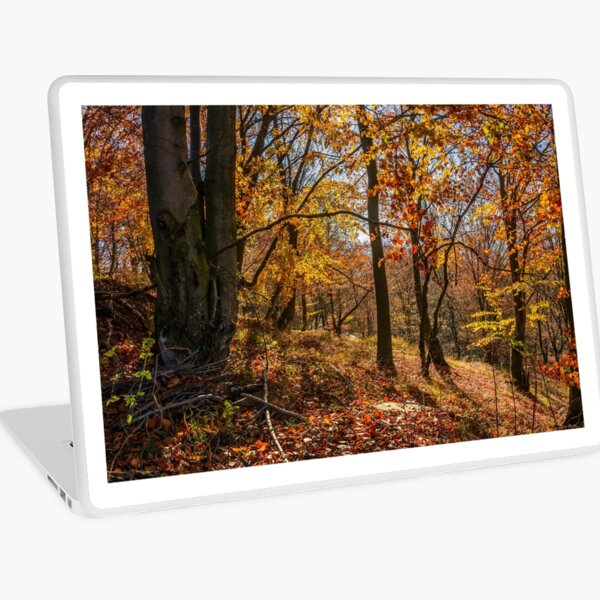 forest in golden brown foliage on sunny day Laptop Skin