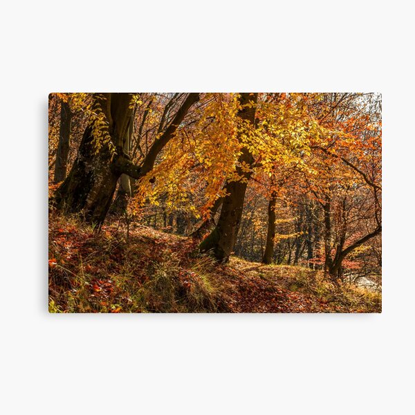 forest in golden brown foliage on sunny day Canvas Print