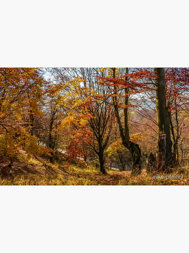 forest in golden brown foliage on sunny day by mike-pellinni