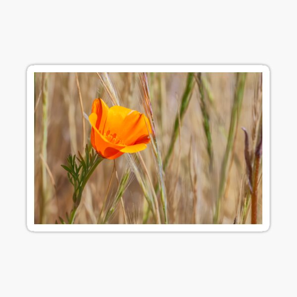 Item preview, Poppy designed and sold by jvnimages.