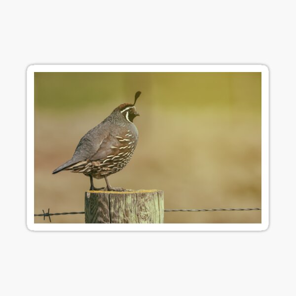 Item preview, CA Quail designed and sold by jvnimages.