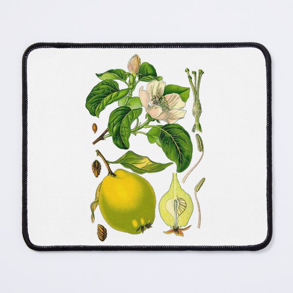 Item preview, Quince Tree designed and sold by Letters-Art.