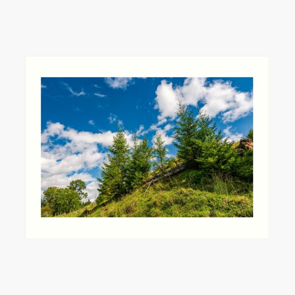 spruce trees on a slope under the blue sky Art Print