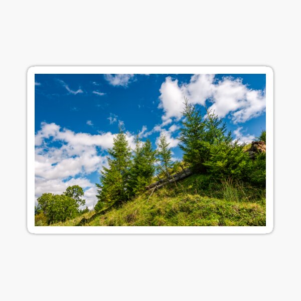 spruce trees on a slope under the blue sky Sticker