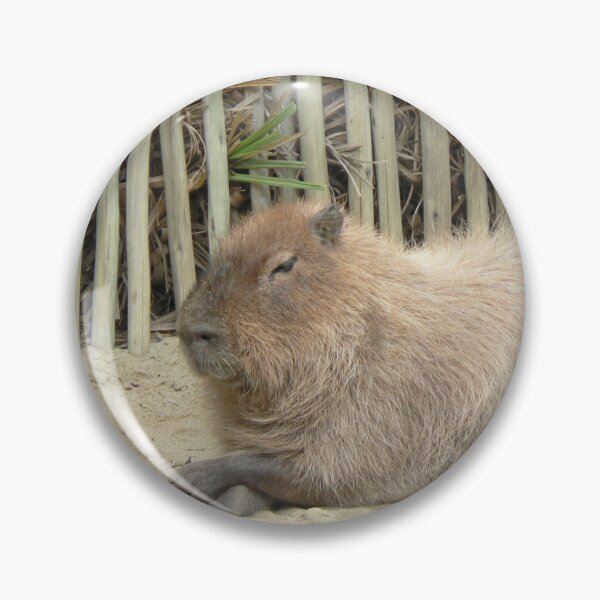 Artikelvorschau, Entspannter Capybara entworfen und verkauft von Martha Sherman.