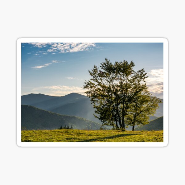 few trees on edge of a hillside in evening light Sticker