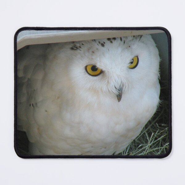 Item preview, Snowy Owl in Shelter designed and sold by Martha Sherman.