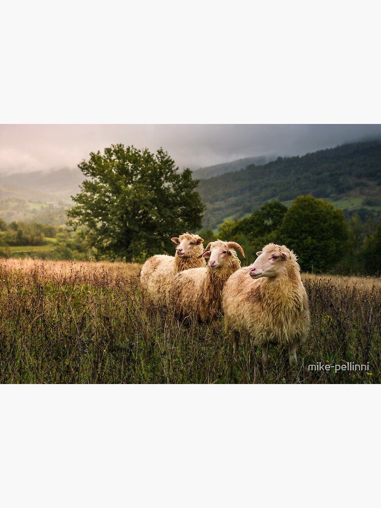 sheep grazing in a fog near old oak by mike-pellinni