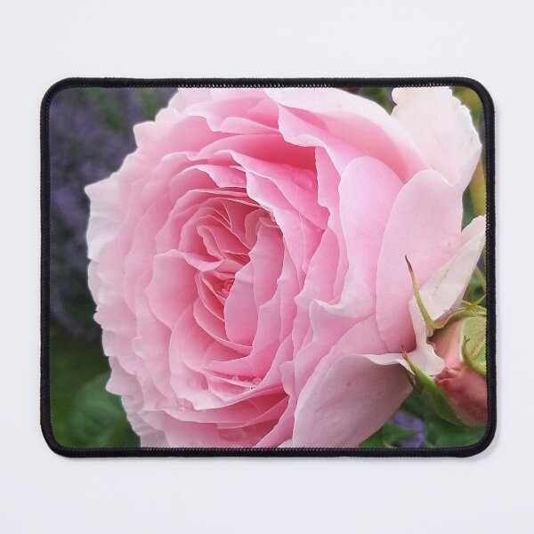 Artikelvorschau, Rosa Romantik Rose entworfen und verkauft von Modeko.