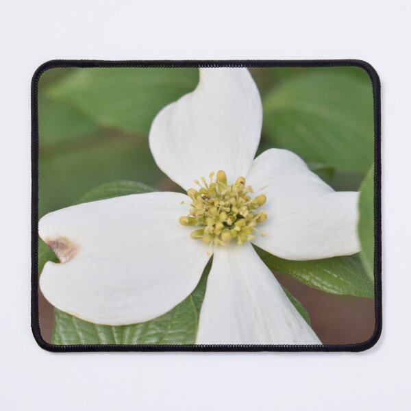 Item preview, Dogwood Bloom designed and sold by JonnyBoy141.