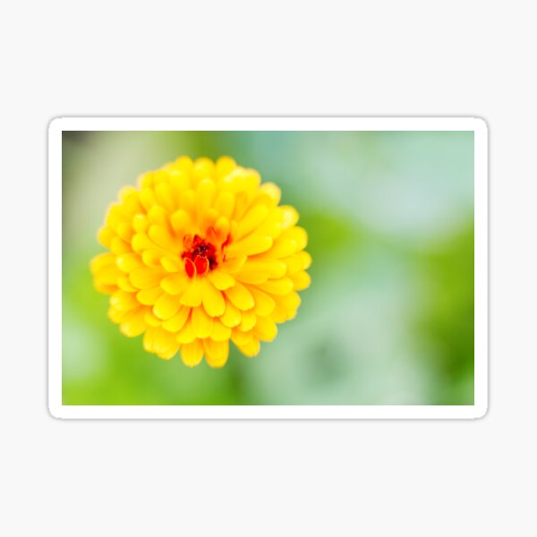Marigold Sticker