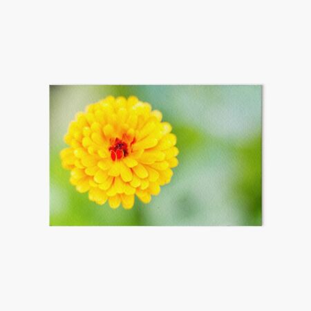 Marigold Art Board Print