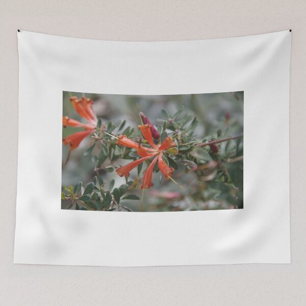 Item preview, Chittick (Lambertia inermis) designed and sold by lezvee.
