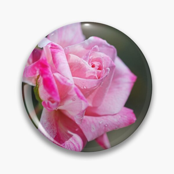 Item preview, Beauty Pink Rose Raindrops  designed and sold by Joy Watson - Natural Light Photography .