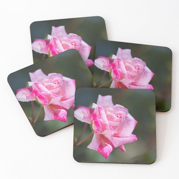 Item preview, Beauty Pink Rose Raindrops  designed and sold by Joy Watson - Natural Light Photography .