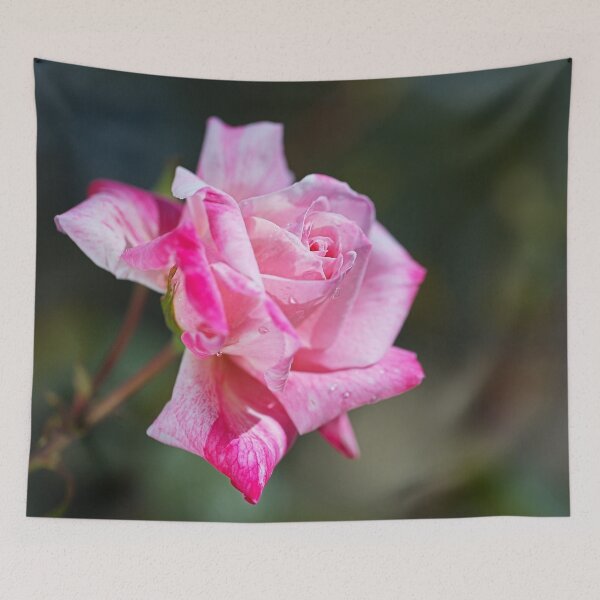 Item preview, Beauty Pink Rose Raindrops  designed and sold by Joy Watson - Natural Light Photography .