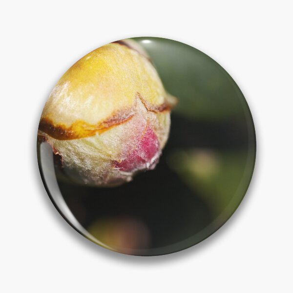 Item preview, Pink Camellia Gorgeous Bud  designed and sold by Joy Watson - Natural Light Photography .