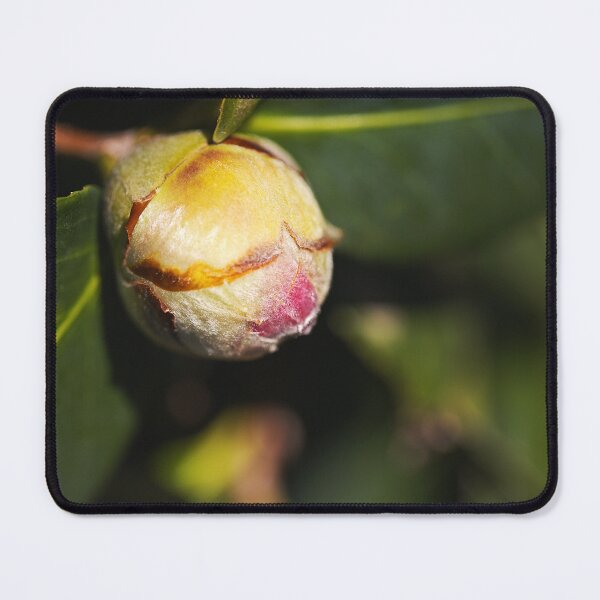 Item preview, Pink Camellia Gorgeous Bud designed and sold by Joy Watson - Natural Light Photography .