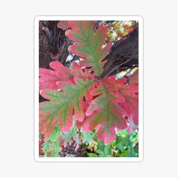 Item preview, Oak Tree Leaves changing colors in the Fall, by Mark Ewing designed and sold by LifeSpice.