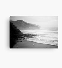 Gannets on Muriwai Beach. Canvas Print