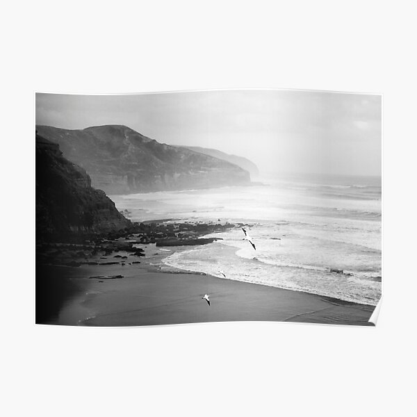 Gannets on Muriwai Beach. Poster