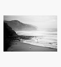 Gannets on Muriwai Beach. Photographic Print