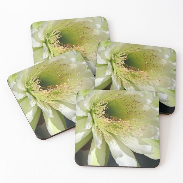 Item preview, Busy Bee in Olympicus Trichocereus Cactus designed and sold by Tdcc2000.