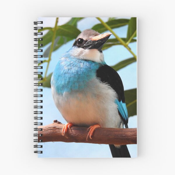 Item preview, Blue-Breasted Kingfisher designed and sold by Barnbk02.