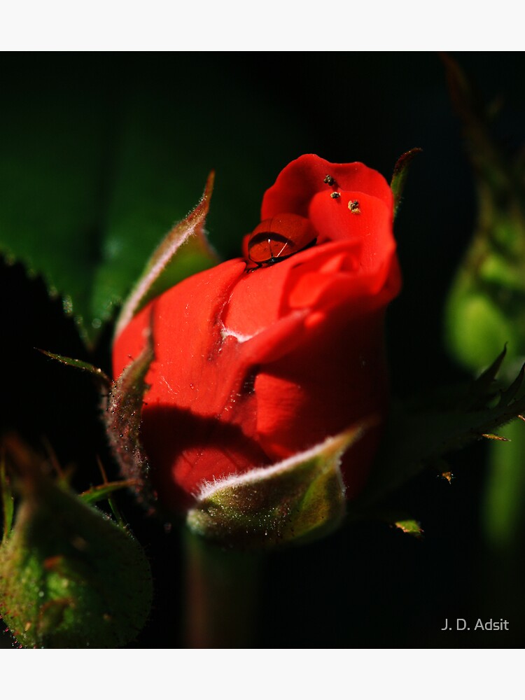 Budding Desire for Beauty by adsitprojectpro