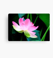 The Last Lotus Canvas Print