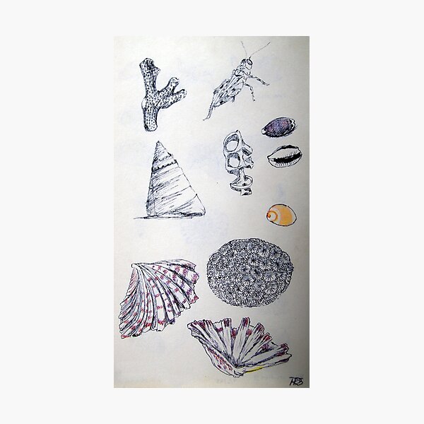 Item preview, Shell Studies with Grasshopper designed and sold by rdshaw.