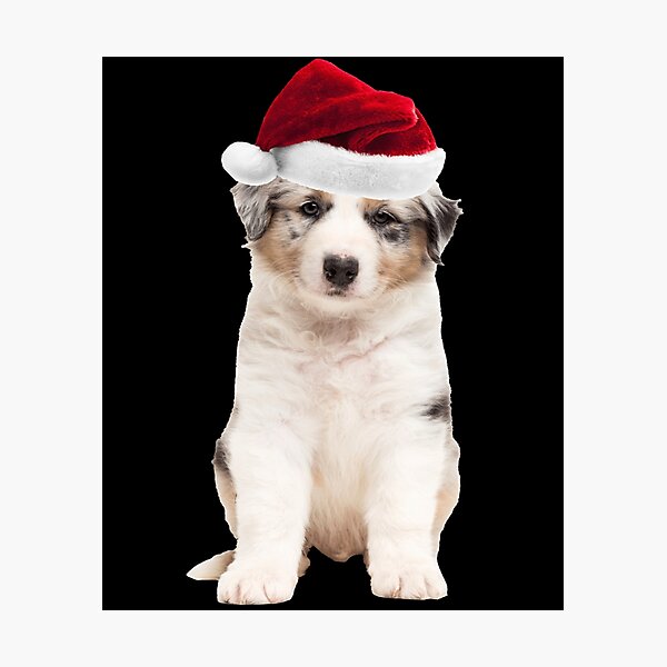 Australian Shepherd Puppy Cute Santa Hat Funny Christmas Dog