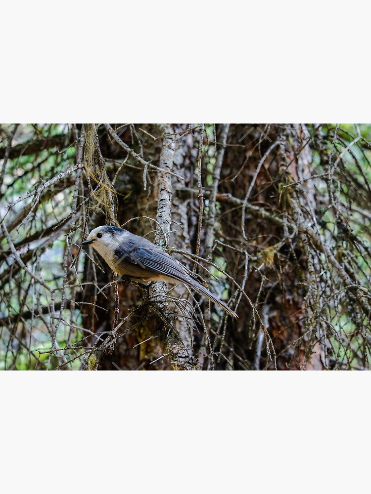 Grey Jay by debfaraday